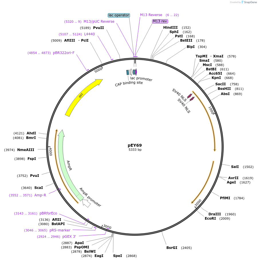 191066-plasmid-map-sequence-id-375941