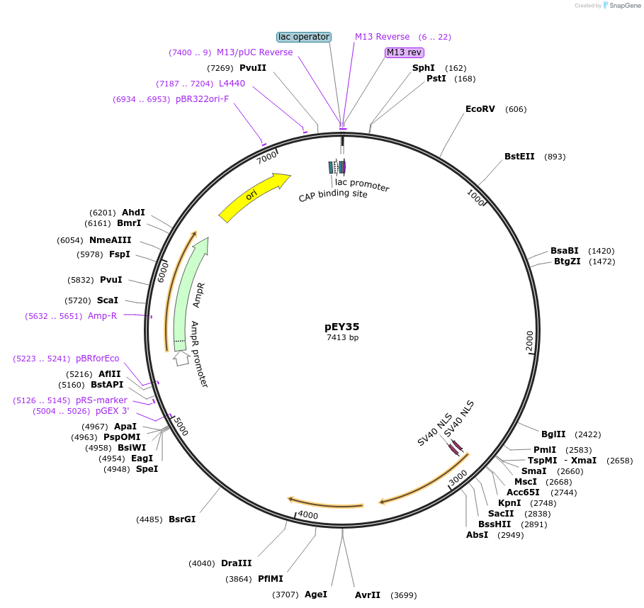 191039-plasmid-map-sequence-id-375961