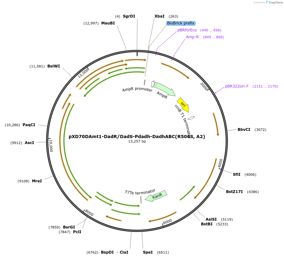 191631-plasmid-map-sequence-id-375966