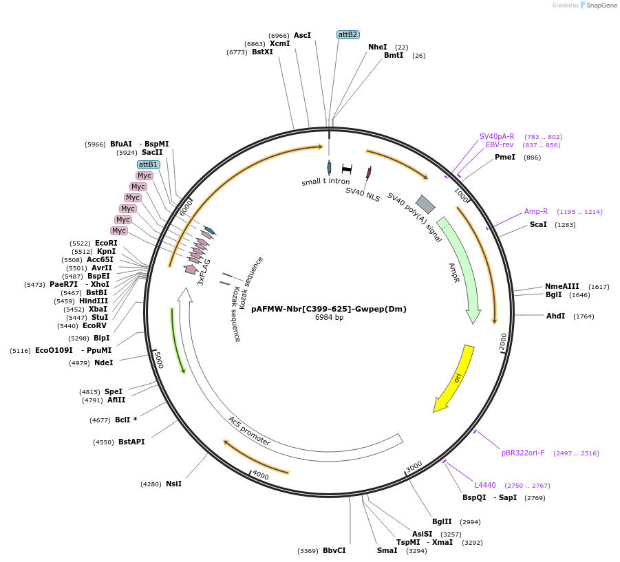 188590-plasmid-map-sequence-id-375974
