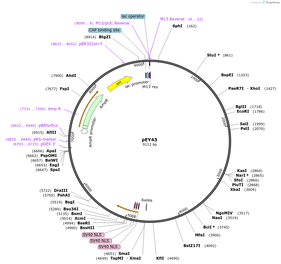 191047-plasmid-map-sequence-id-375975