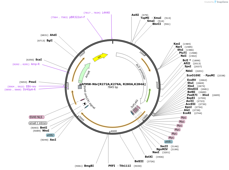 188599-plasmid-map-sequence-id-375982
