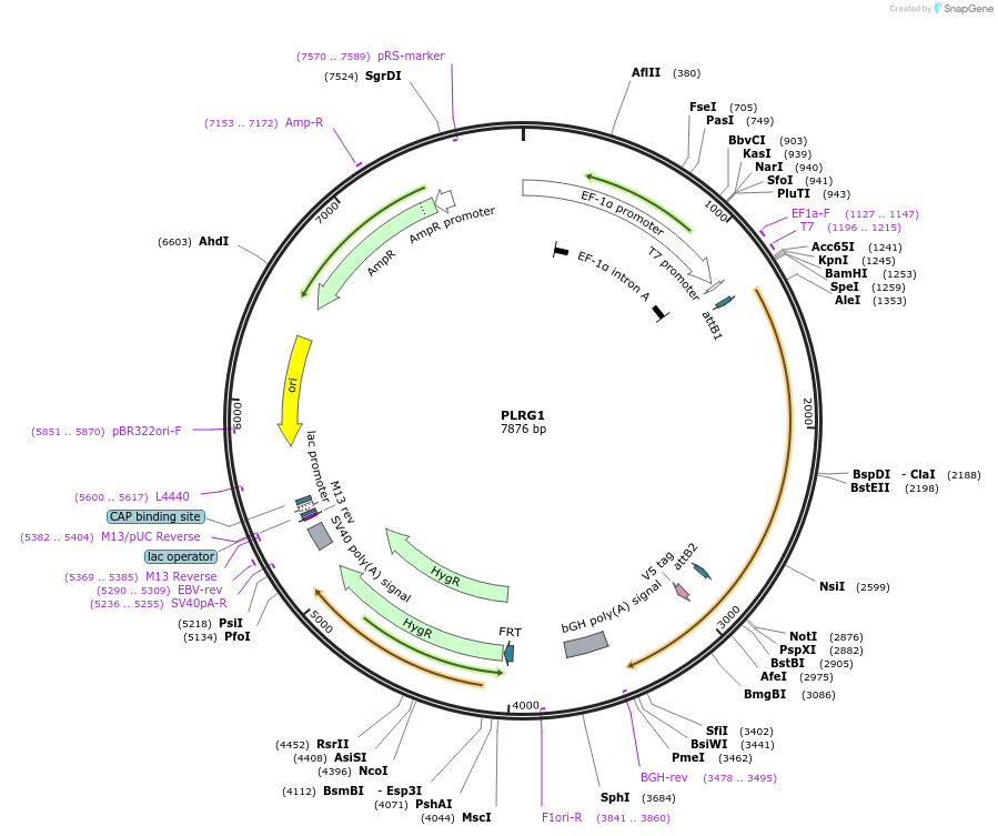 155827-plasmid-map-sequence-id-375983