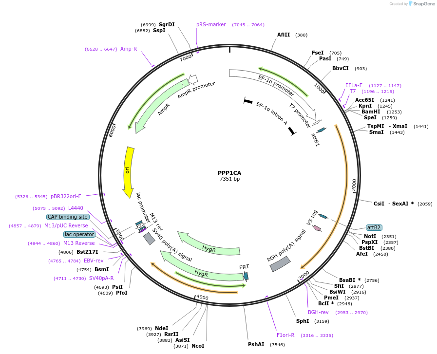 155843-plasmid-map-sequence-id-375990