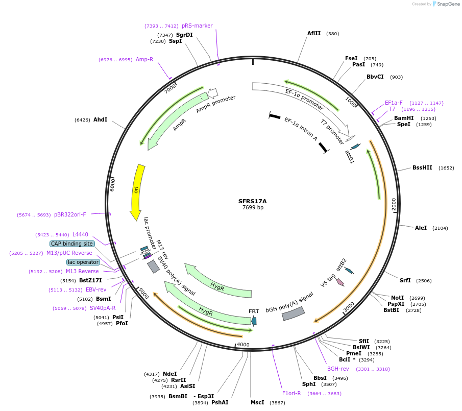 156010-plasmid-map-sequence-id-375991