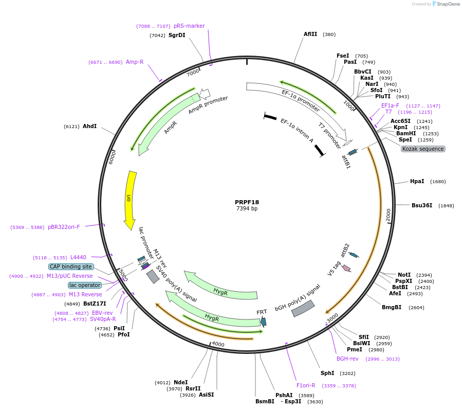 155846-plasmid-map-sequence-id-376000