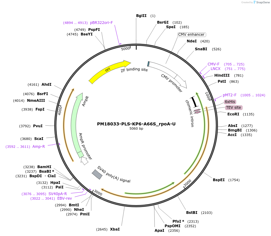 190989-plasmid-map-sequence-id-376003