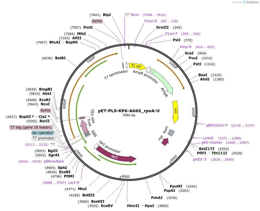 190969-plasmid-map-sequence-id-376005