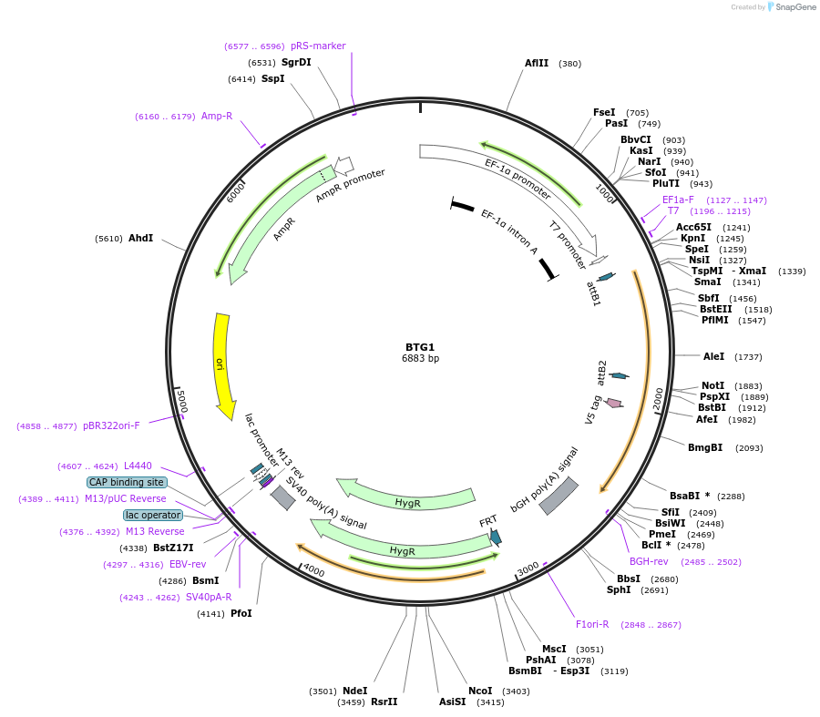 155425-plasmid-map-sequence-id-376007