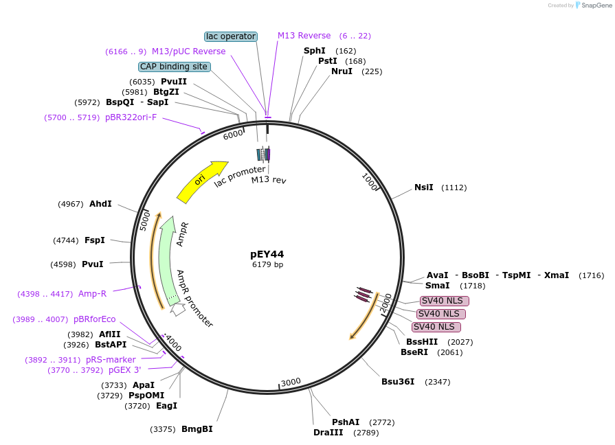 191048-plasmid-map-sequence-id-376011