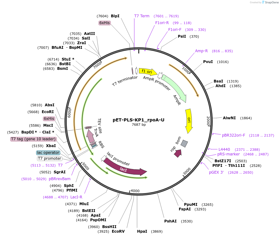 190955-plasmid-map-sequence-id-376013