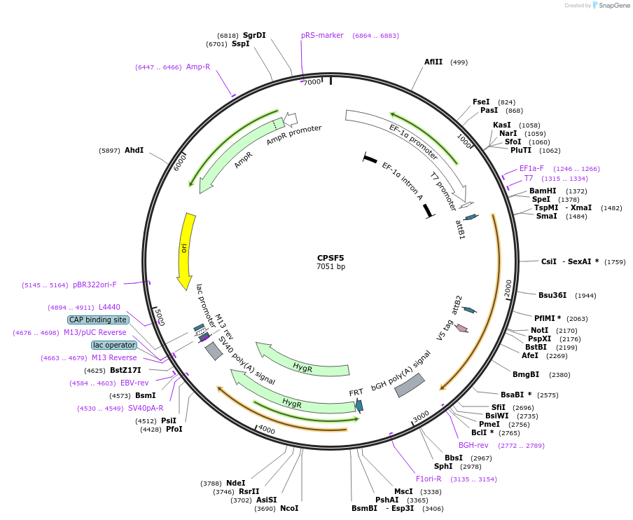 155480-plasmid-map-sequence-id-376021