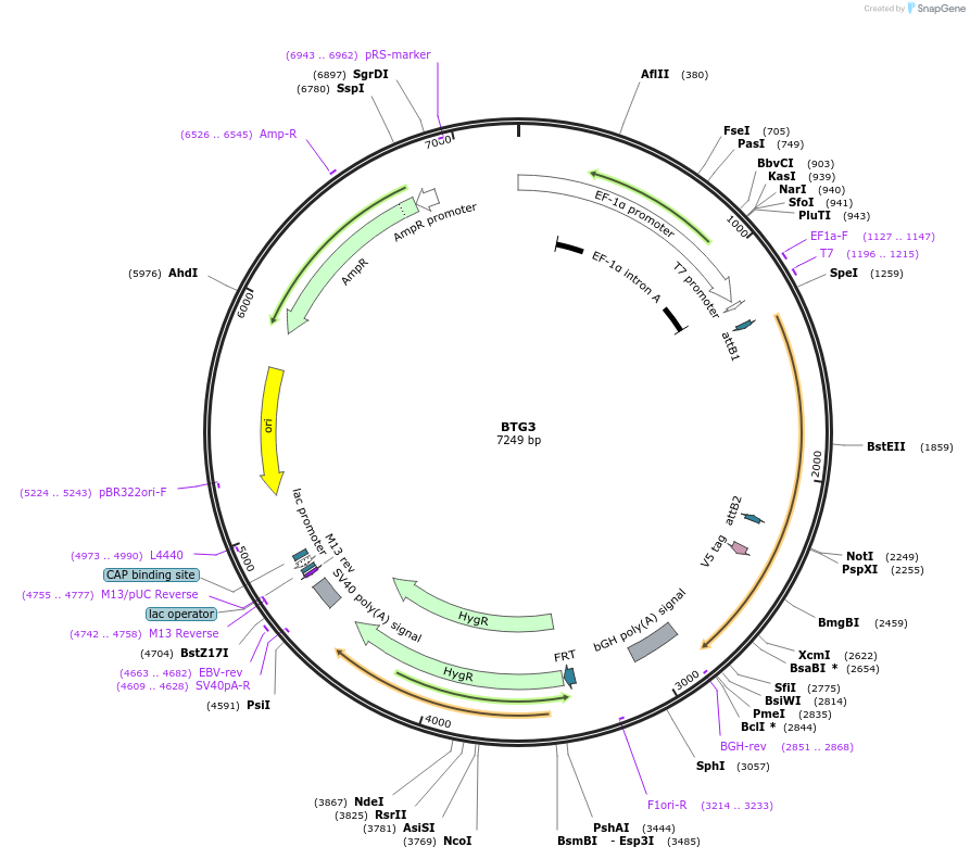 155427-plasmid-map-sequence-id-376024