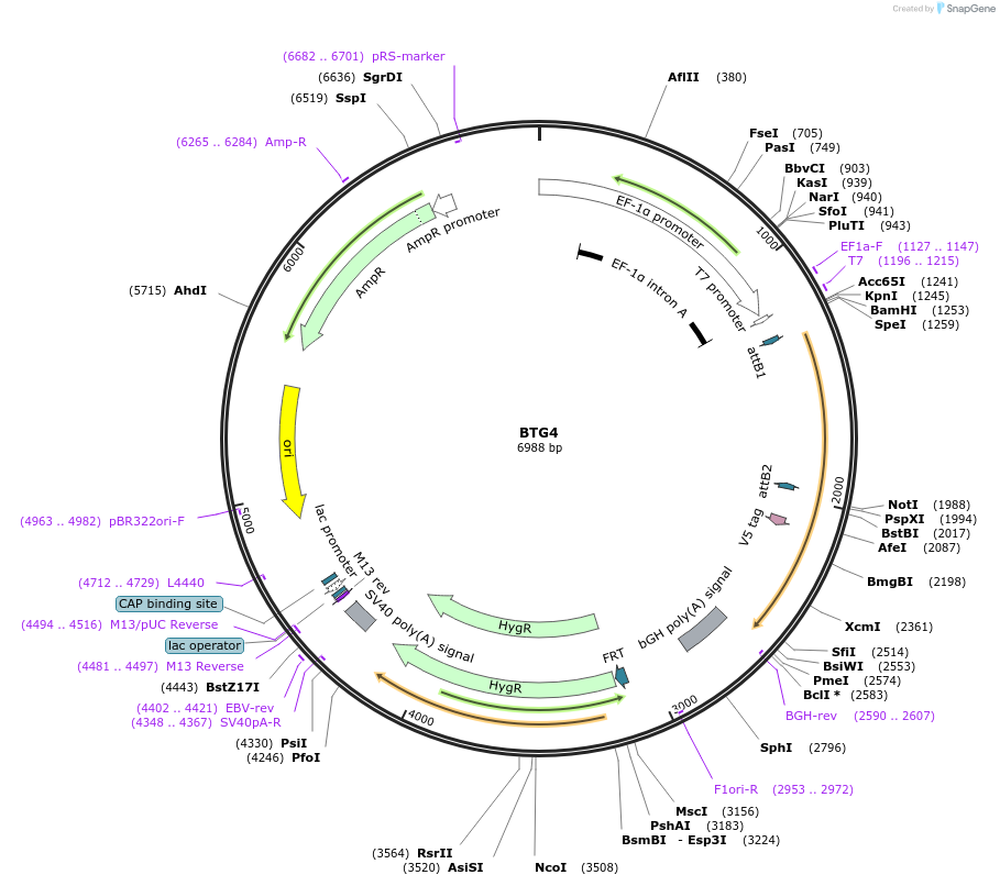 155428-plasmid-map-sequence-id-376027