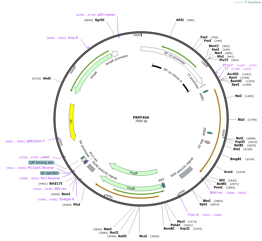 155851-plasmid-map-sequence-id-376028