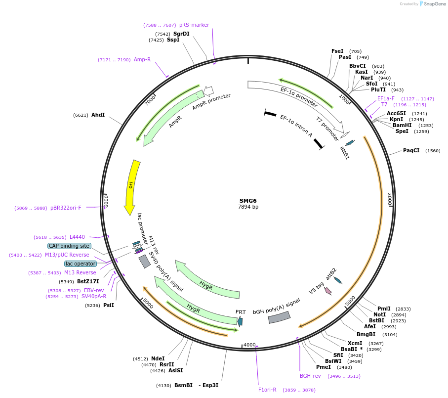156020-plasmid-map-sequence-id-376029