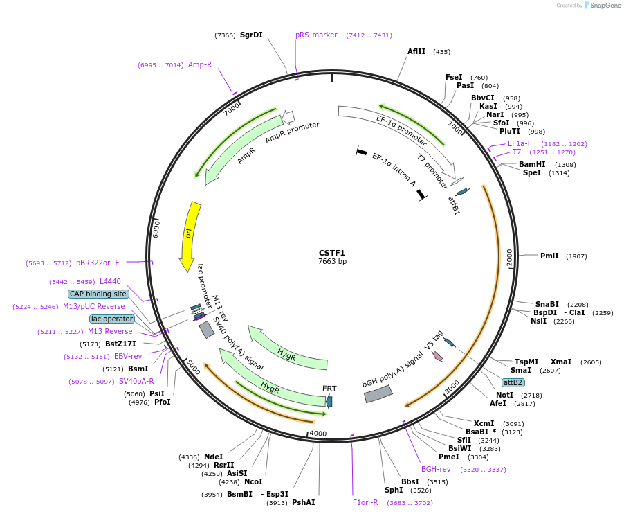 155485-plasmid-map-sequence-id-376032