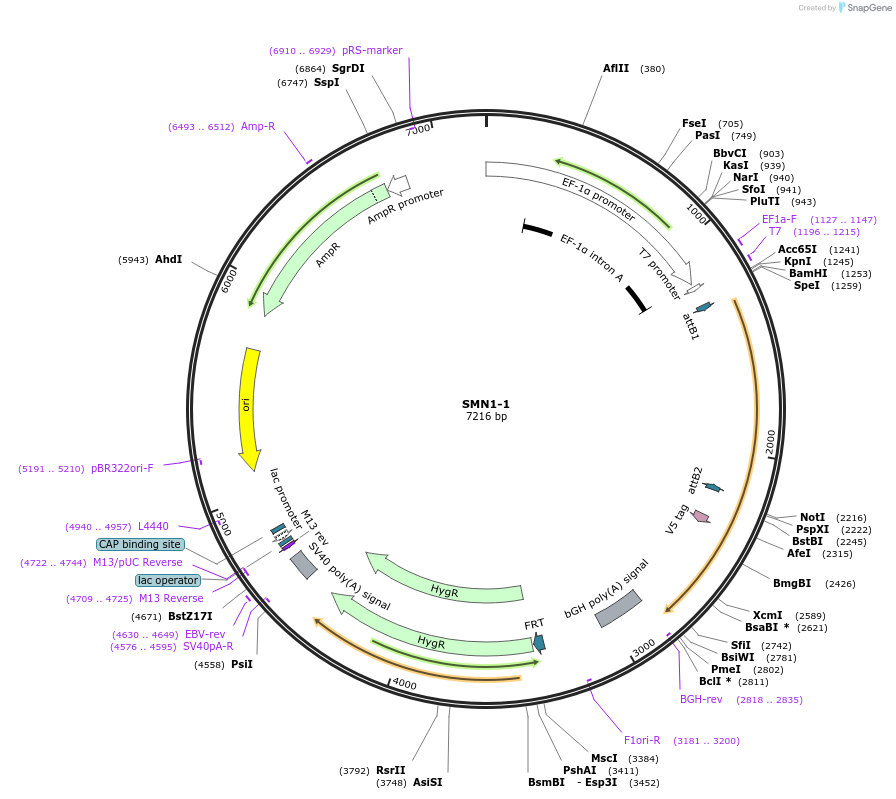 156022-plasmid-map-sequence-id-376036