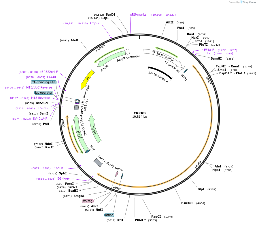 155484-plasmid-map-sequence-id-376038