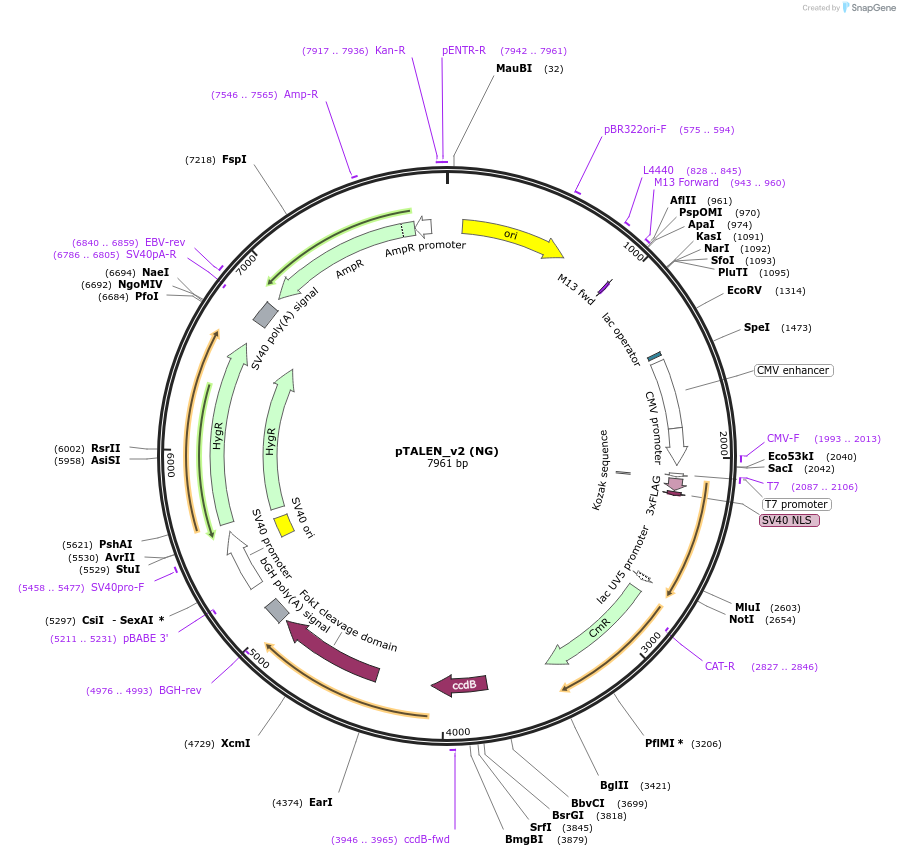 32190-plasmid-map-sequence-id-37604