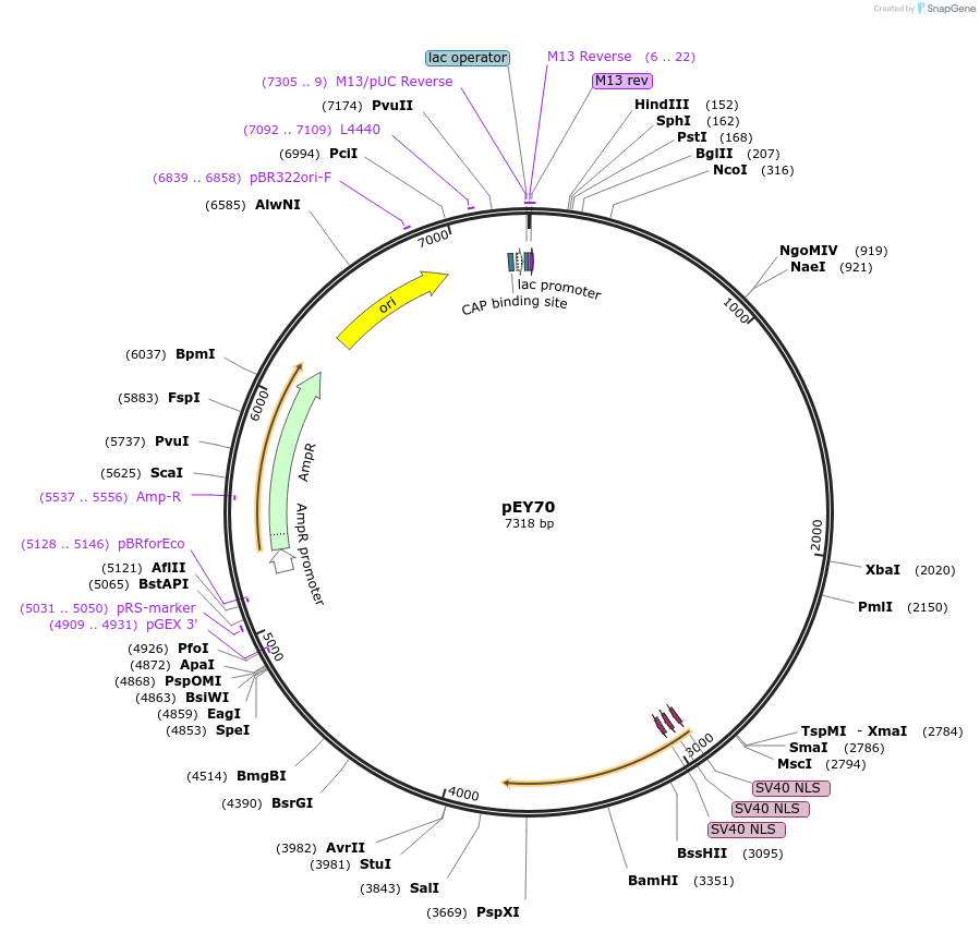 191067-plasmid-map-sequence-id-376041