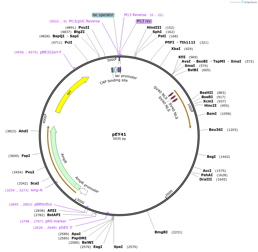 191045-plasmid-map-sequence-id-376045