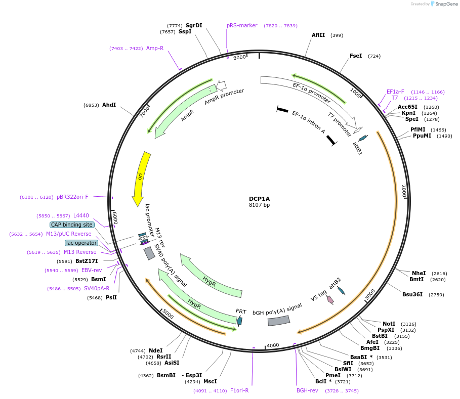 155498-plasmid-map-sequence-id-376047