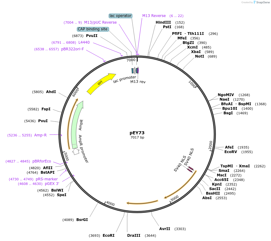 191070-plasmid-map-sequence-id-376050