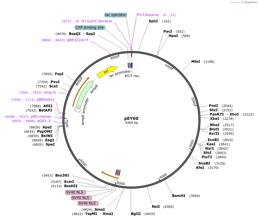 191057-plasmid-map-sequence-id-376051