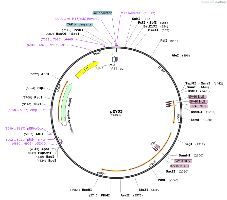 191056-plasmid-map-sequence-id-376053