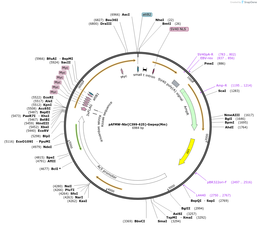 188589-plasmid-map-sequence-id-376054