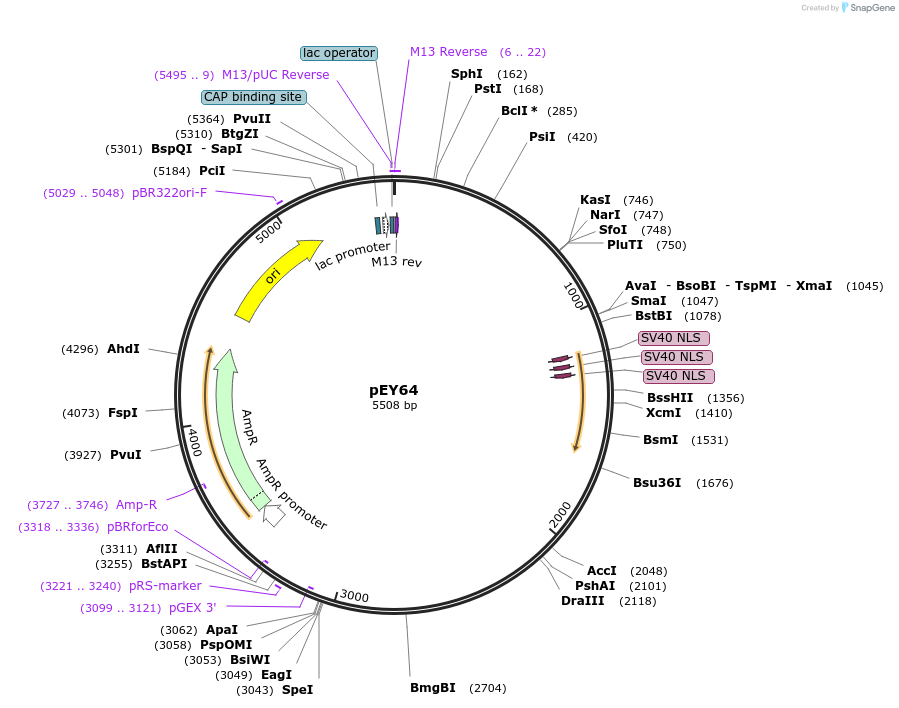 191061-plasmid-map-sequence-id-376056