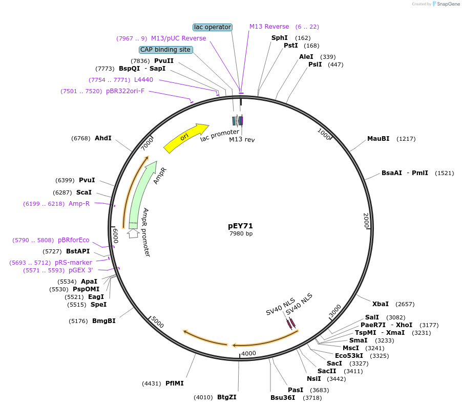 191068-plasmid-map-sequence-id-376058