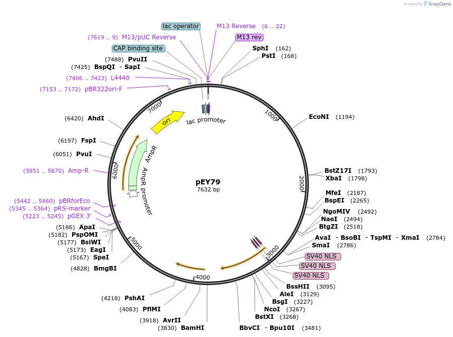 191074-plasmid-map-sequence-id-376063