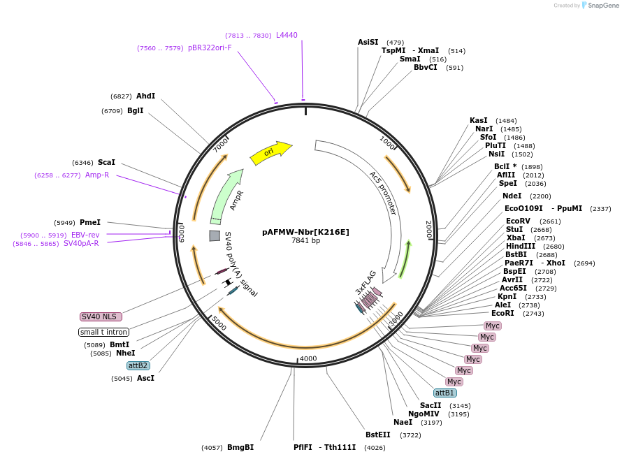 188600-plasmid-map-sequence-id-376064