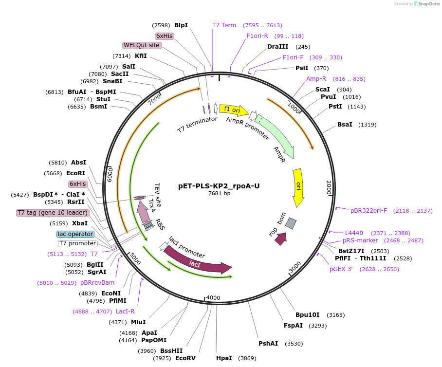 190956-plasmid-map-sequence-id-376078