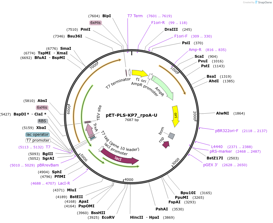190974-plasmid-map-sequence-id-376080