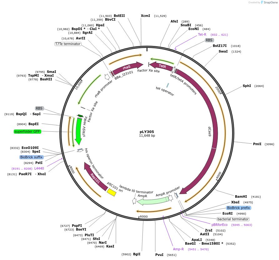 184159-plasmid-map-sequence-id-376083