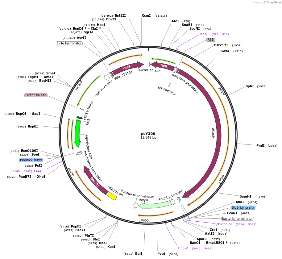184158-plasmid-map-sequence-id-376084