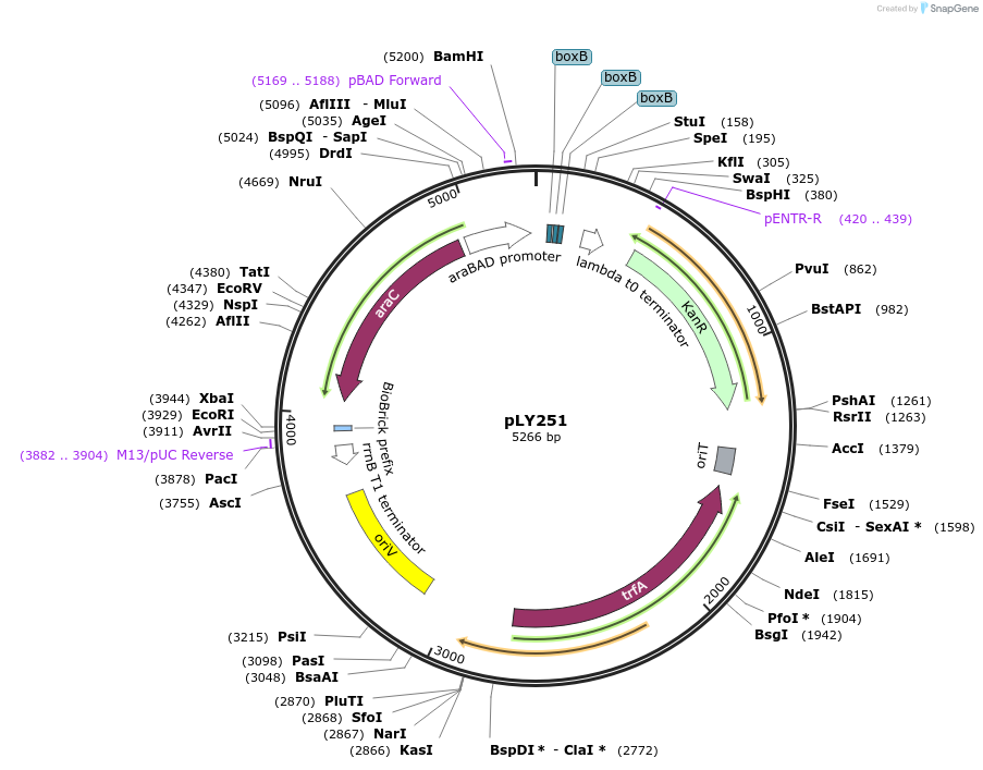 184153-plasmid-map-sequence-id-376090