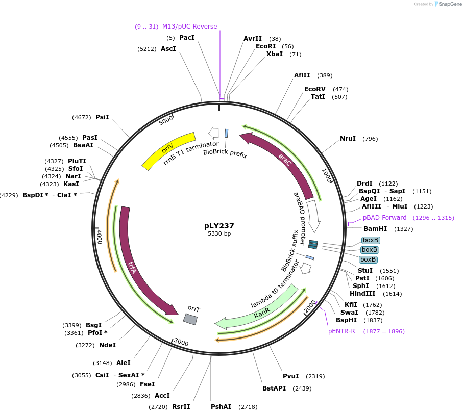 184150-plasmid-map-sequence-id-376095