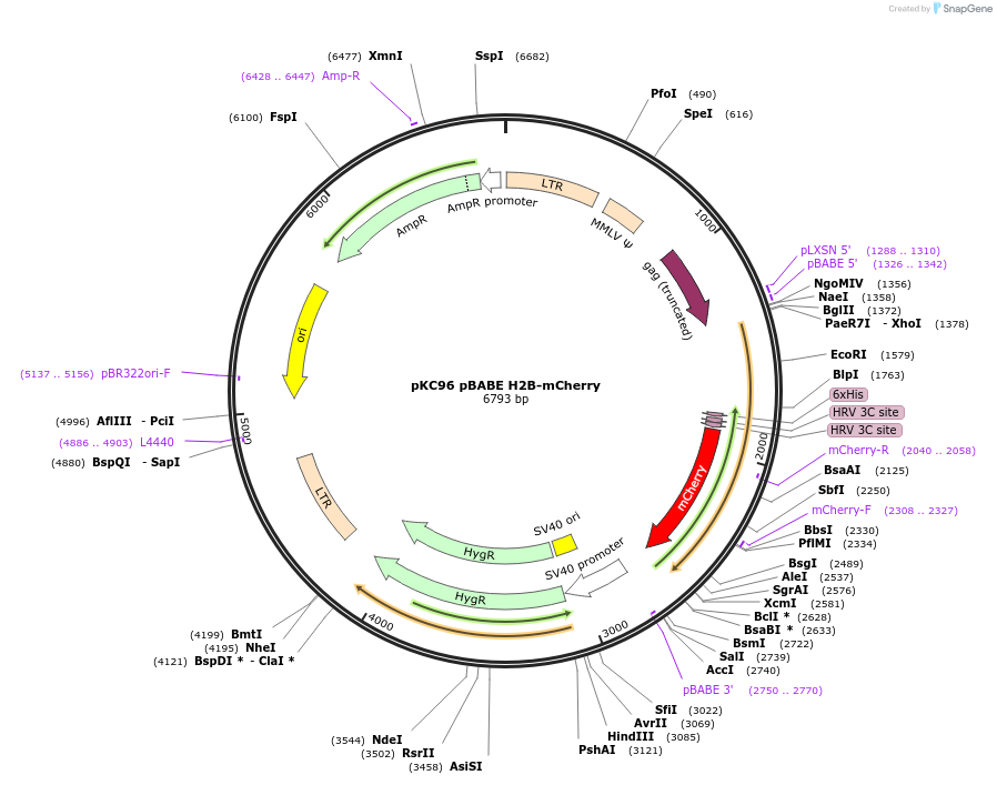 192695-plasmid-map-sequence-id-376097