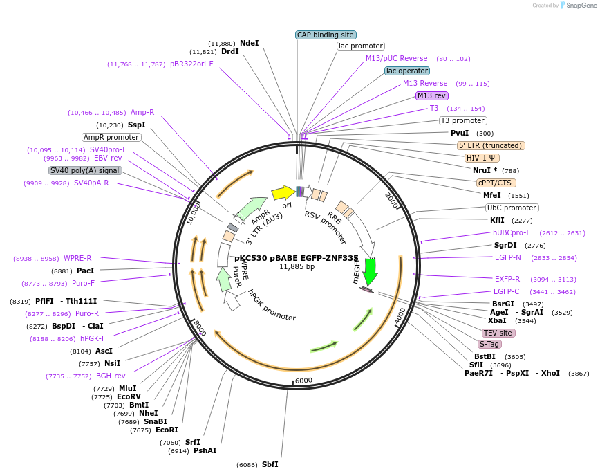 192698-plasmid-map-sequence-id-376098