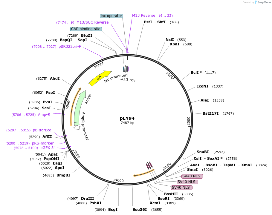 191087-plasmid-map-sequence-id-376118