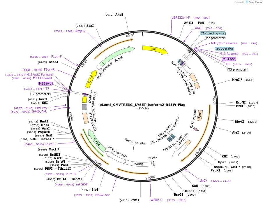 192005-plasmid-map-sequence-id-376121