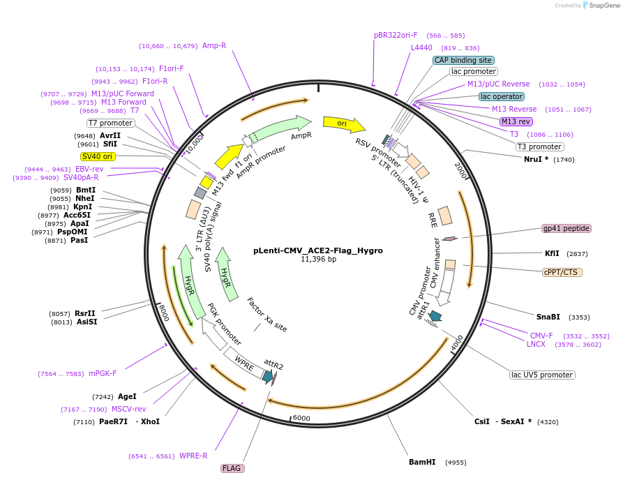 191998-plasmid-map-sequence-id-376125