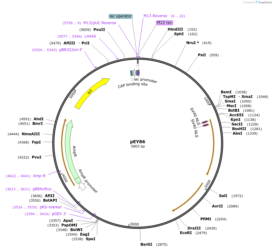 191079-plasmid-map-sequence-id-376129
