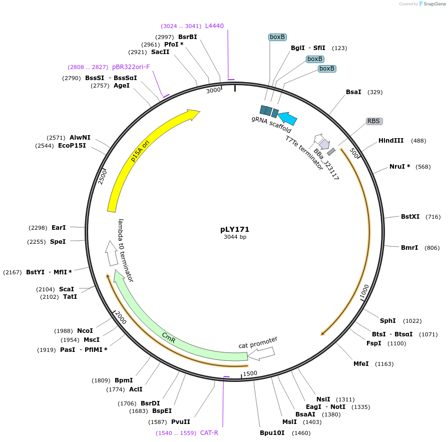 184145-plasmid-map-sequence-id-376130