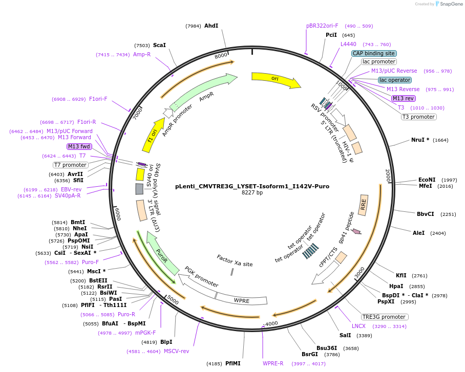 192004-plasmid-map-sequence-id-376132