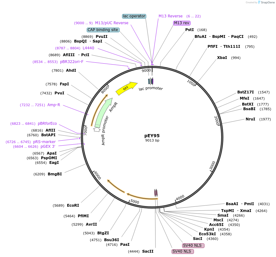 191088-plasmid-map-sequence-id-376133